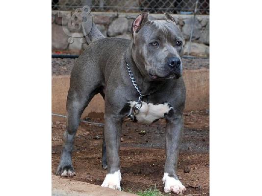 PoulaTo: PITBULL
